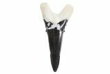 Bone Valley Shark Tooth (Hemipristis) - Lower Tooth #299465-1